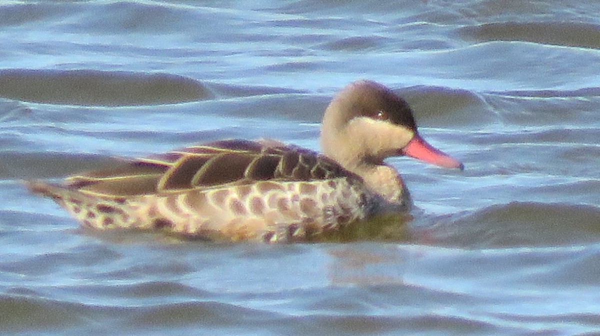 Red-billed Duck - ML647133931