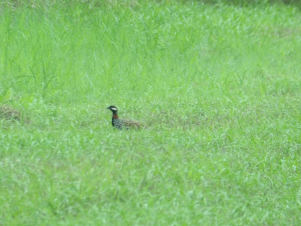 Black Francolin (Eastern) - ML647133933