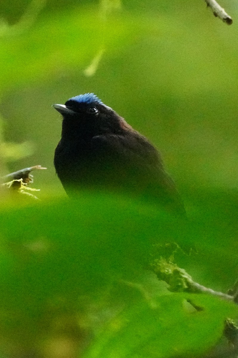 Velvety Manakin - ML647133936