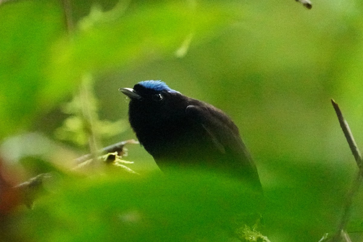 Velvety Manakin - ML647133937