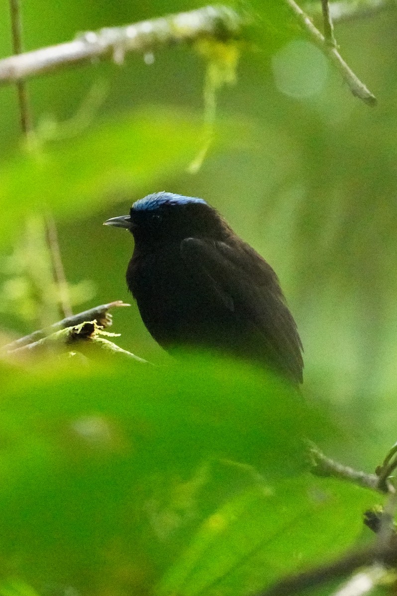 Velvety Manakin - ML647133939