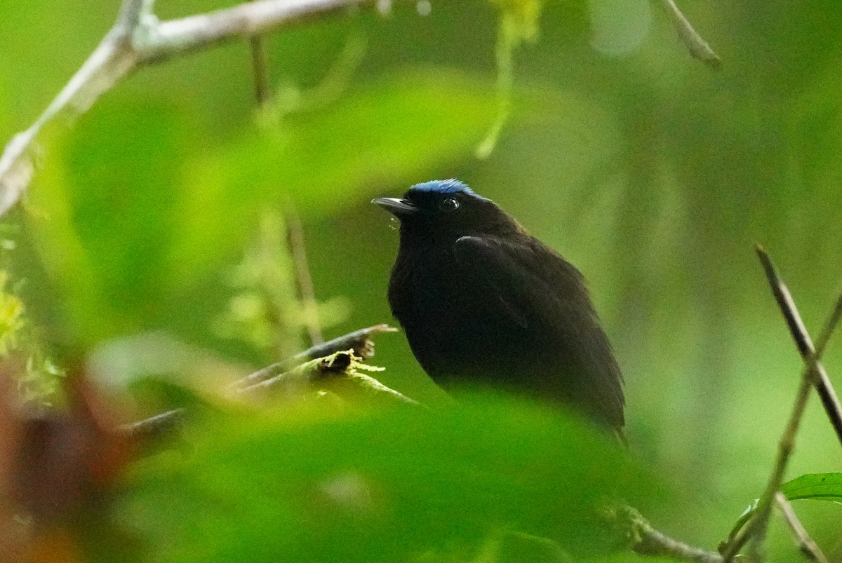 Velvety Manakin - ML647133940