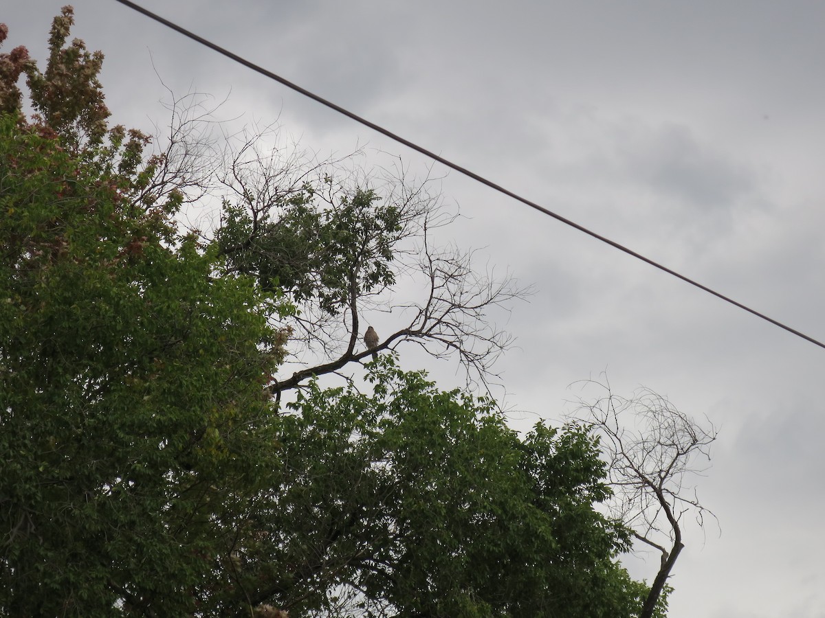 Cooper's Hawk - ML647133941