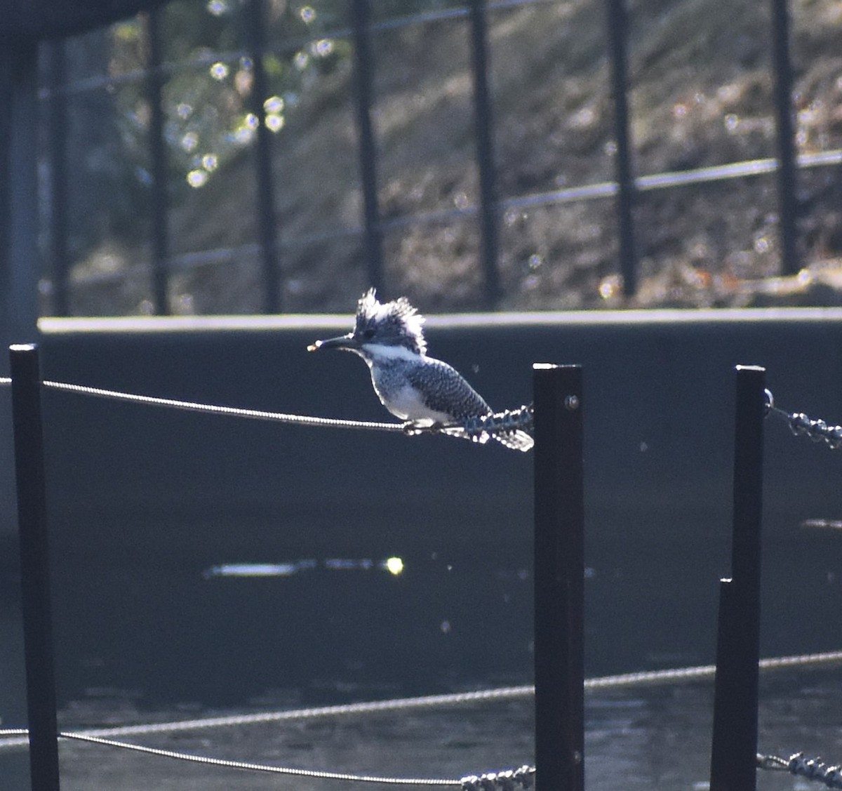 Crested Kingfisher - ML647133944