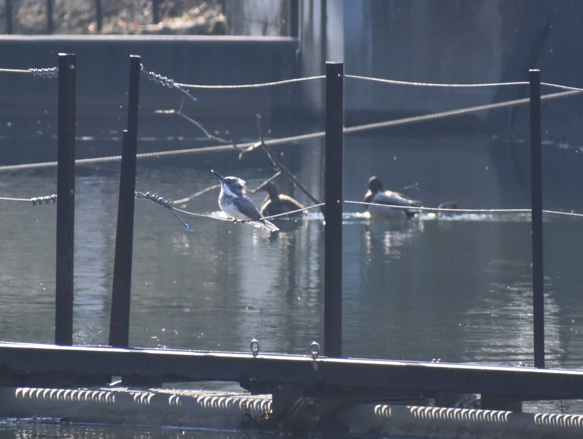Crested Kingfisher - ML647133945