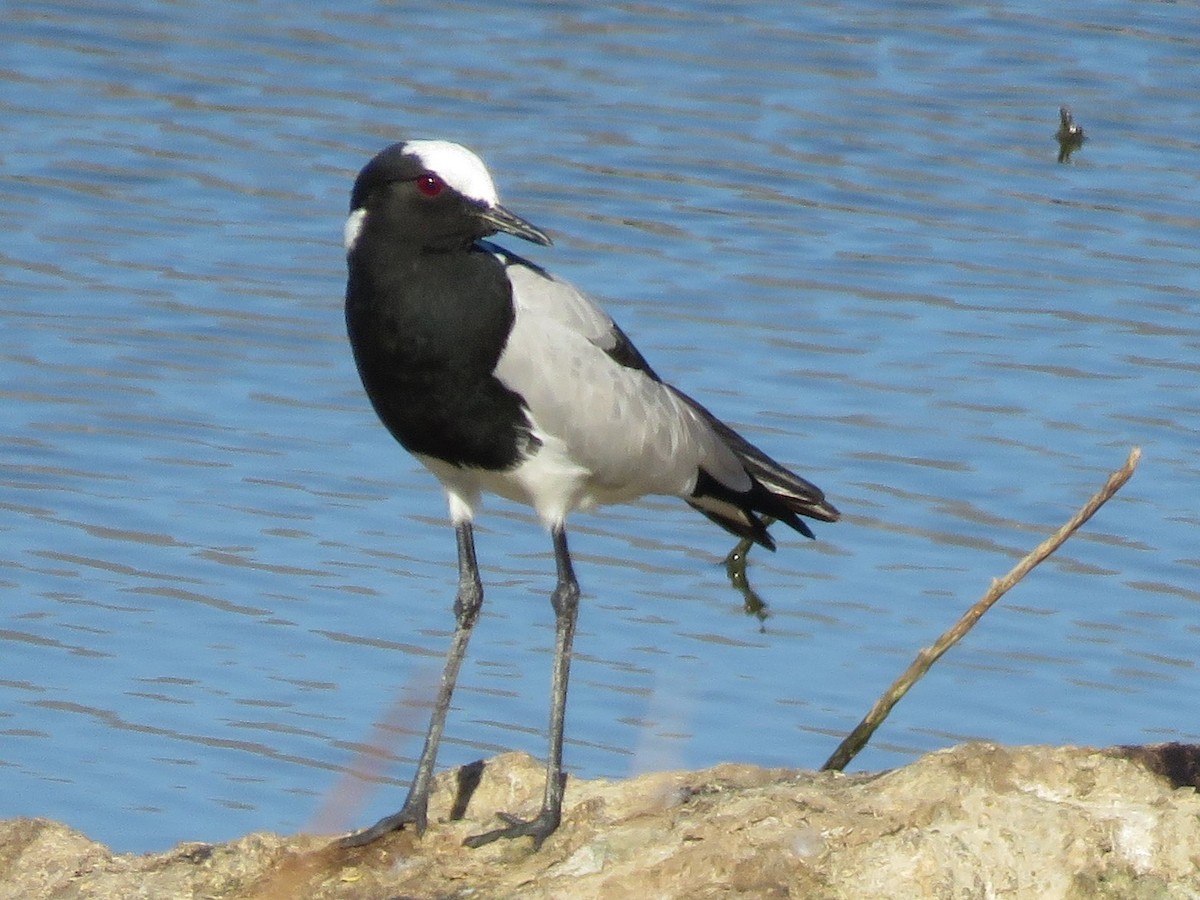 סיקסק הנפח - ML647133948