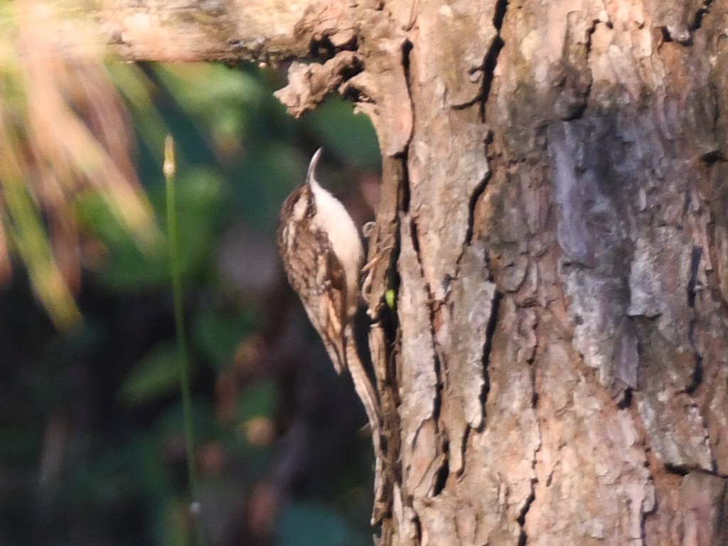 Bar-tailed Treecreeper - ML647133952