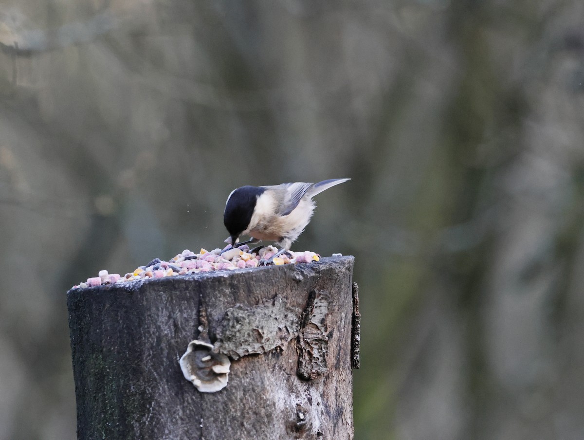 Mésange boréale - ML647133954