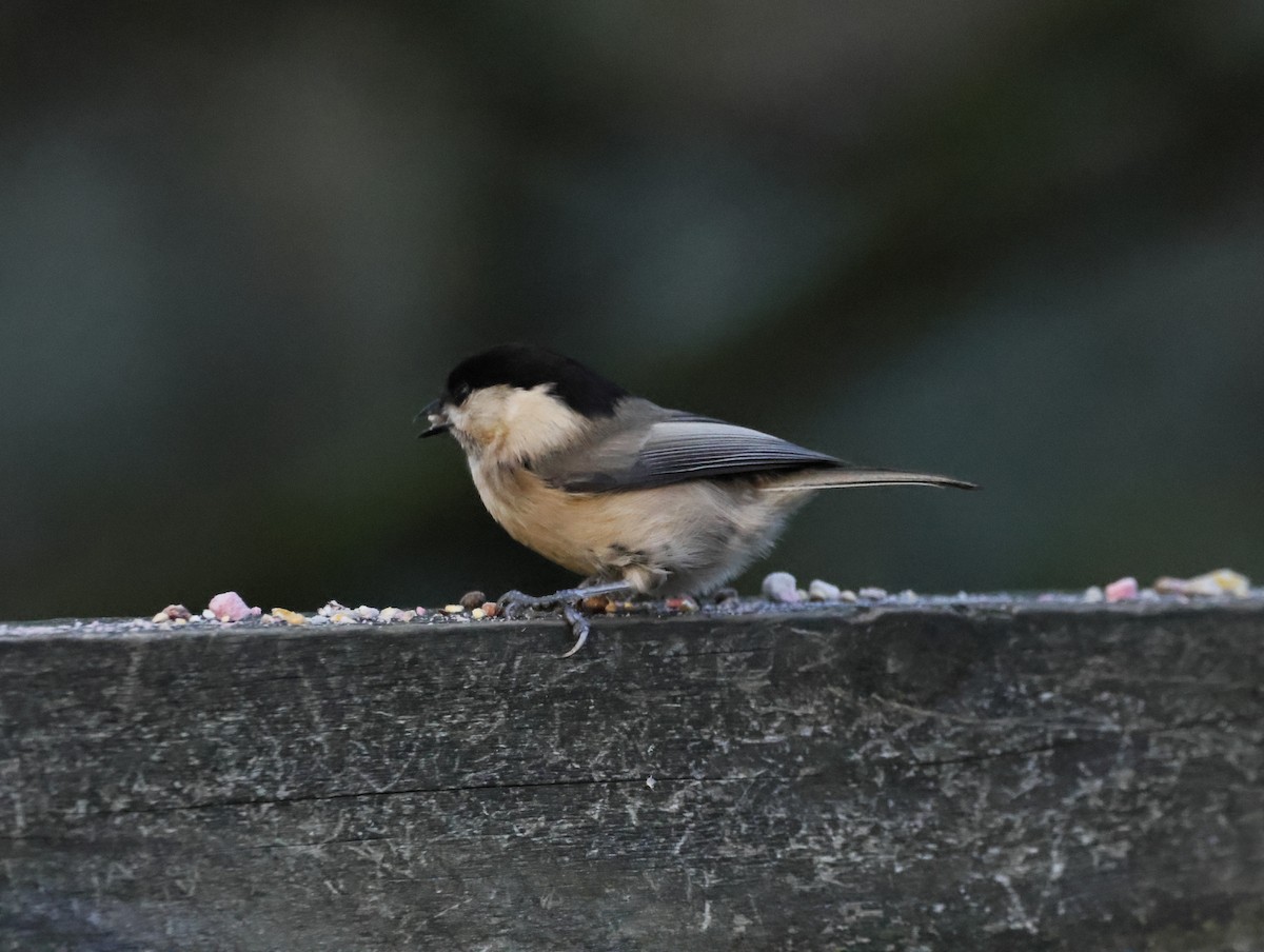 Mésange boréale - ML647133955