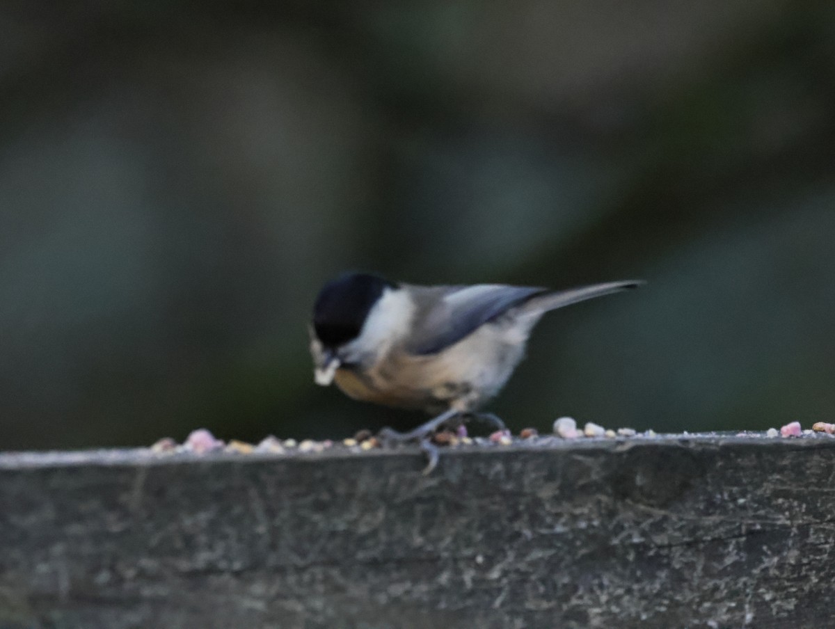 Mésange boréale - ML647133956