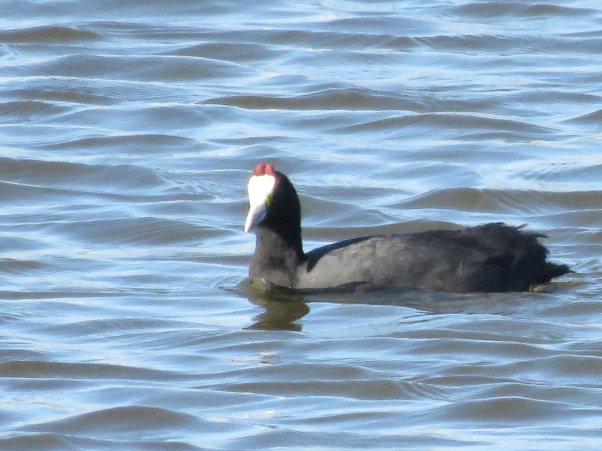 Red-knobbed Coot - ML647133970