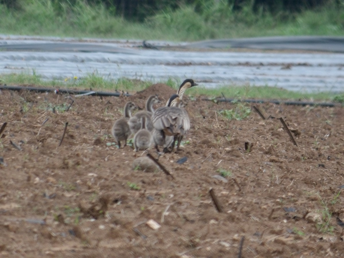 Hawaiian Goose - ML647133971