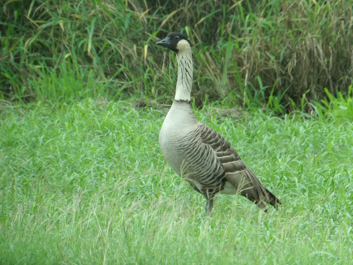 Hawaiian Goose - ML647133972