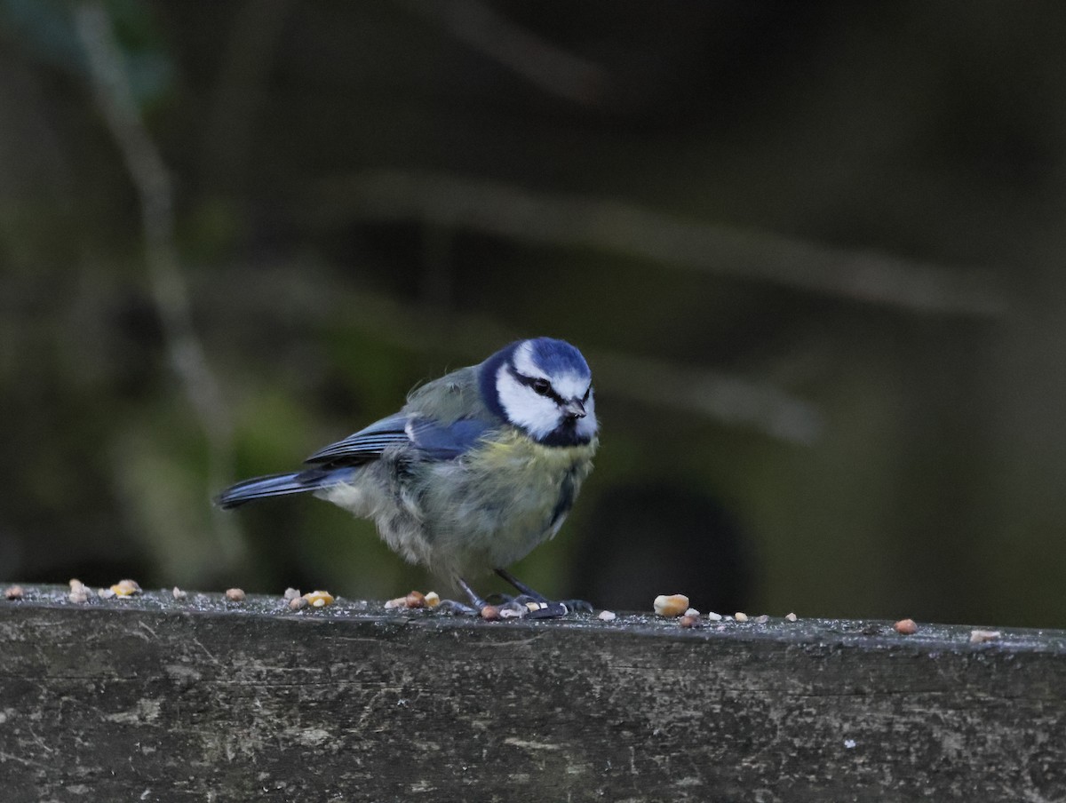 sýkora modřinka - ML647133976