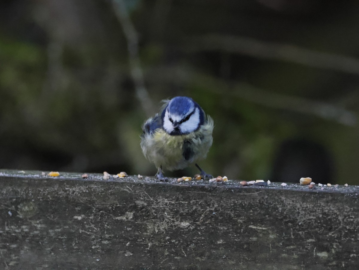 sýkora modřinka - ML647133977