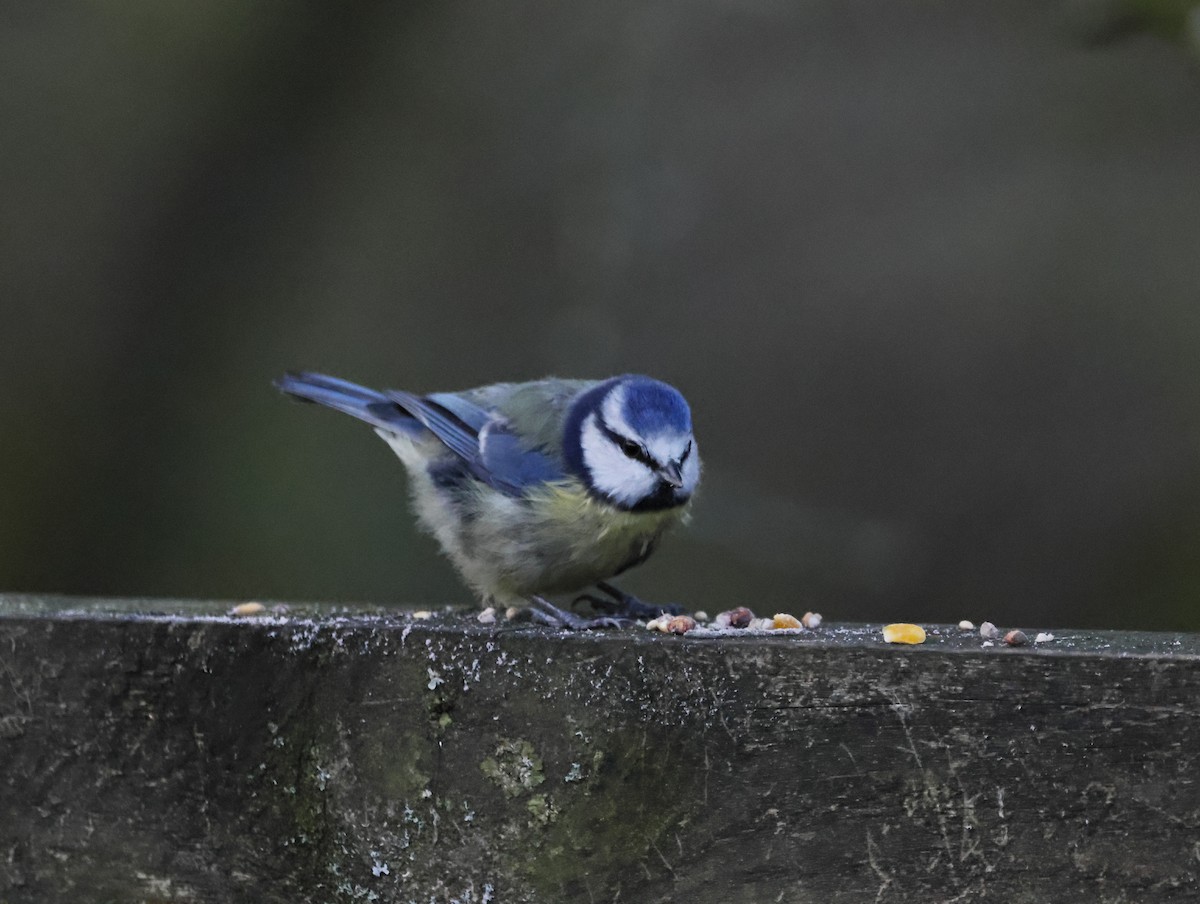 sýkora modřinka - ML647133978