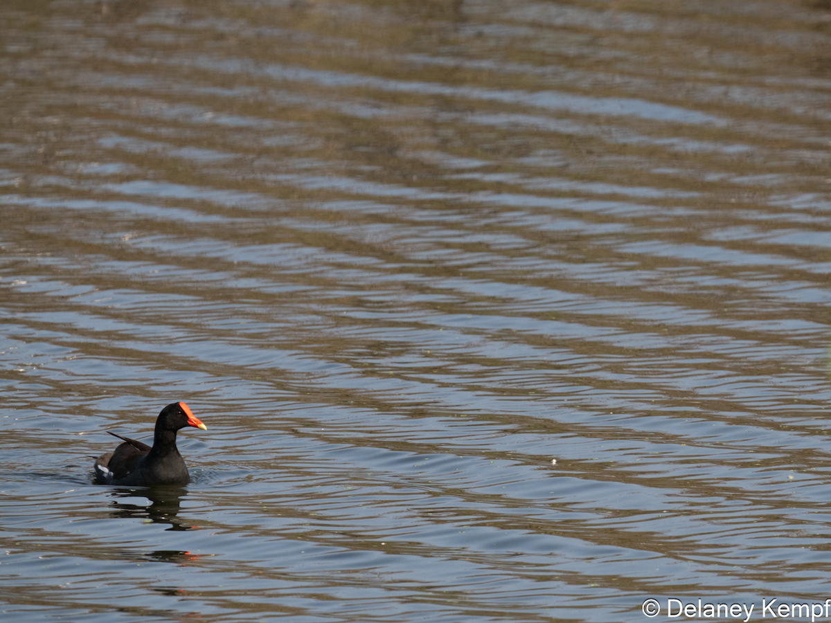 Uroilo amerikarra - ML647133982