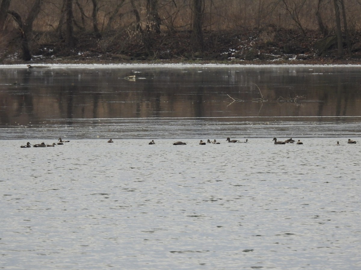 Серая утка - ML647133987