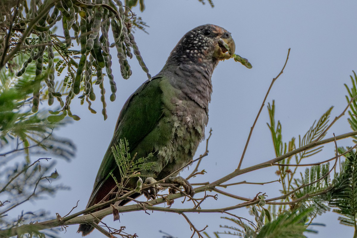 amazónek skvrnolící - ML647133989