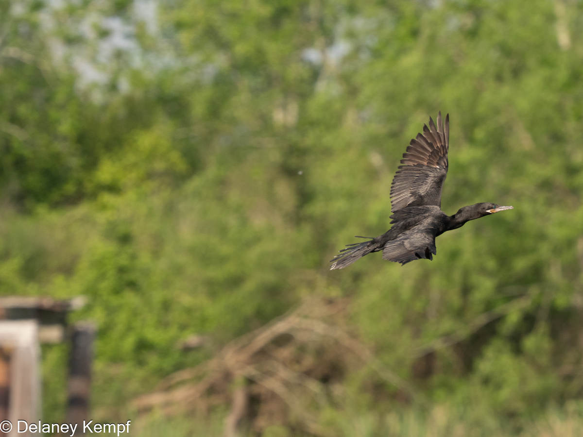 Neotropic Cormorant - ML647133995