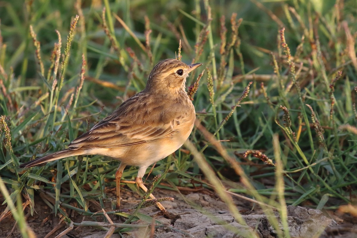 פפיון הודי - ML647134000