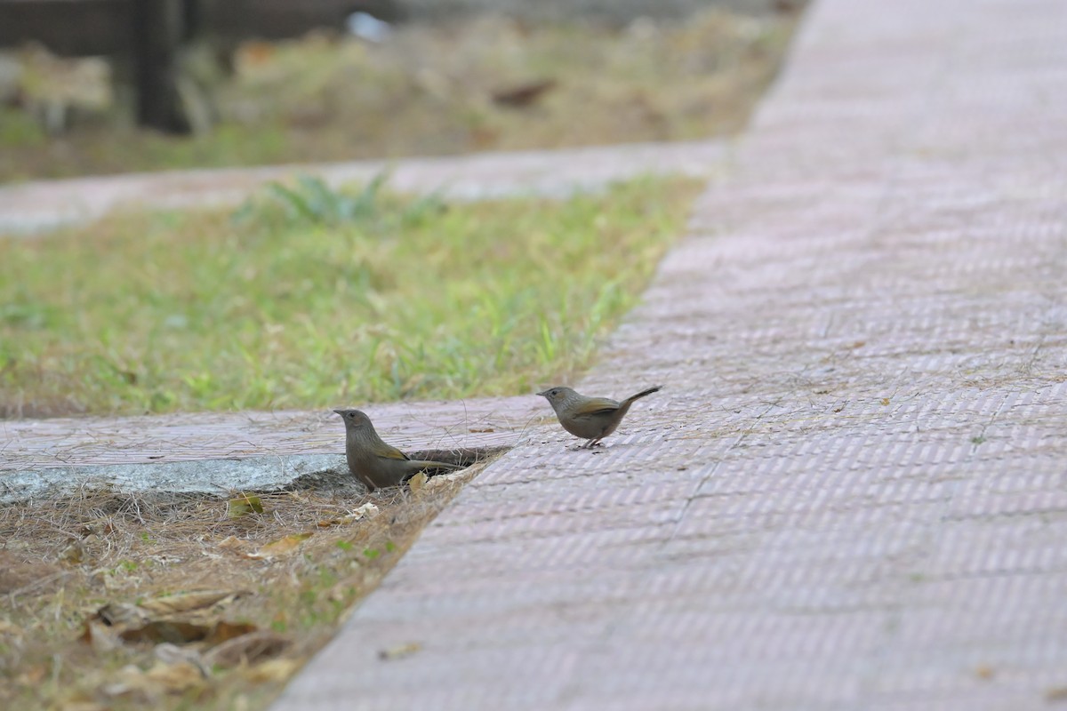Streaked Laughingthrush - ML647134001