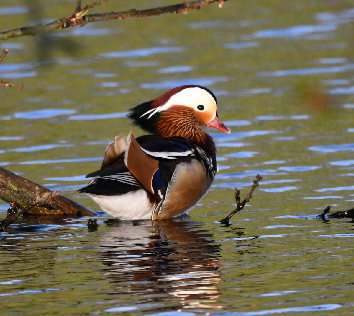 オシドリ - ML647134002