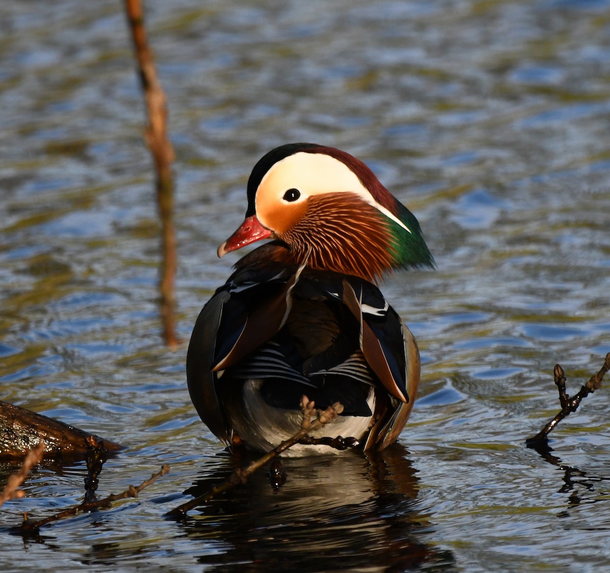 オシドリ - ML647134003