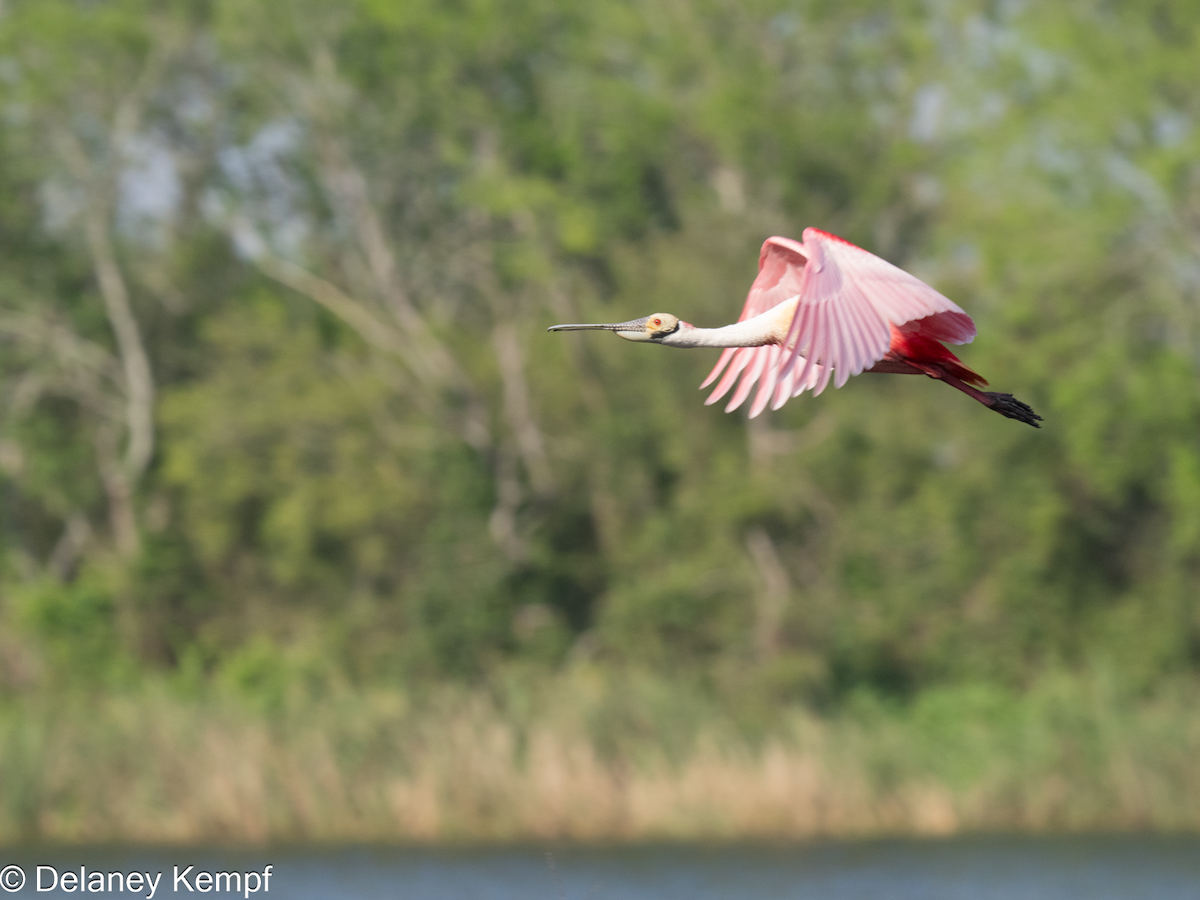 Roseate Spoonbill - ML647134005