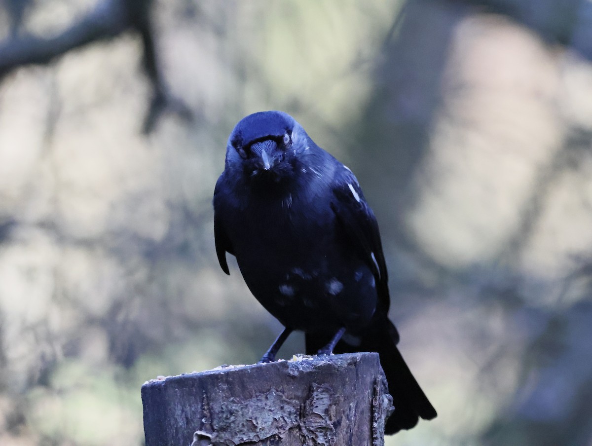 קאק - ML647134006