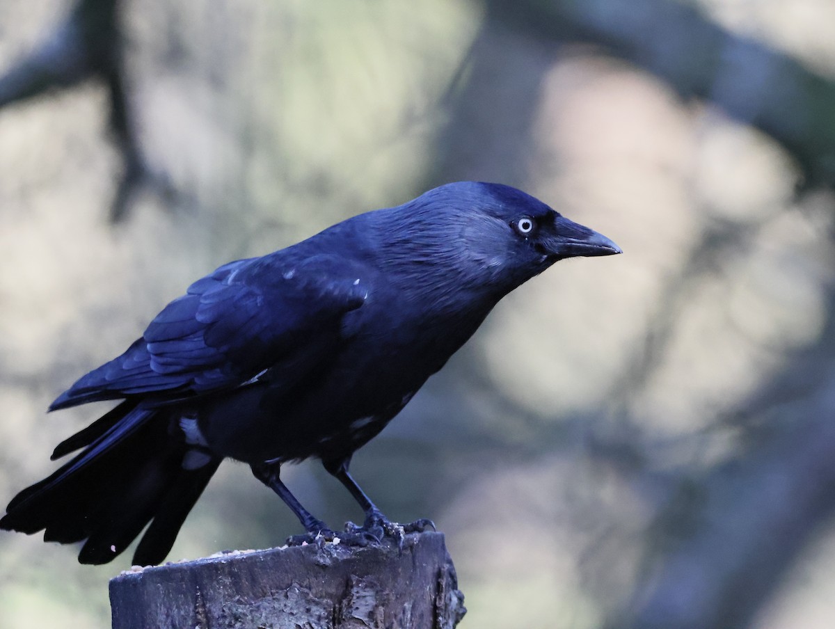 קאק - ML647134007