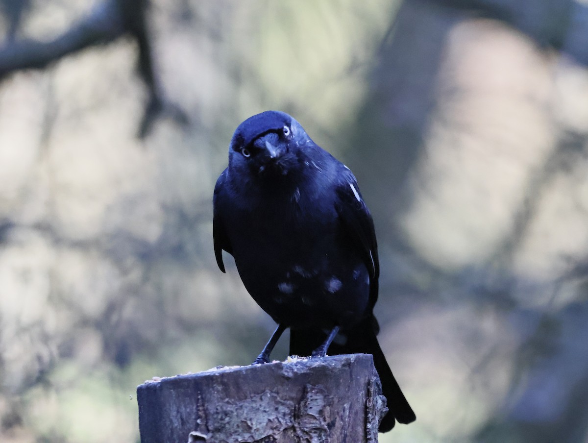 קאק - ML647134008