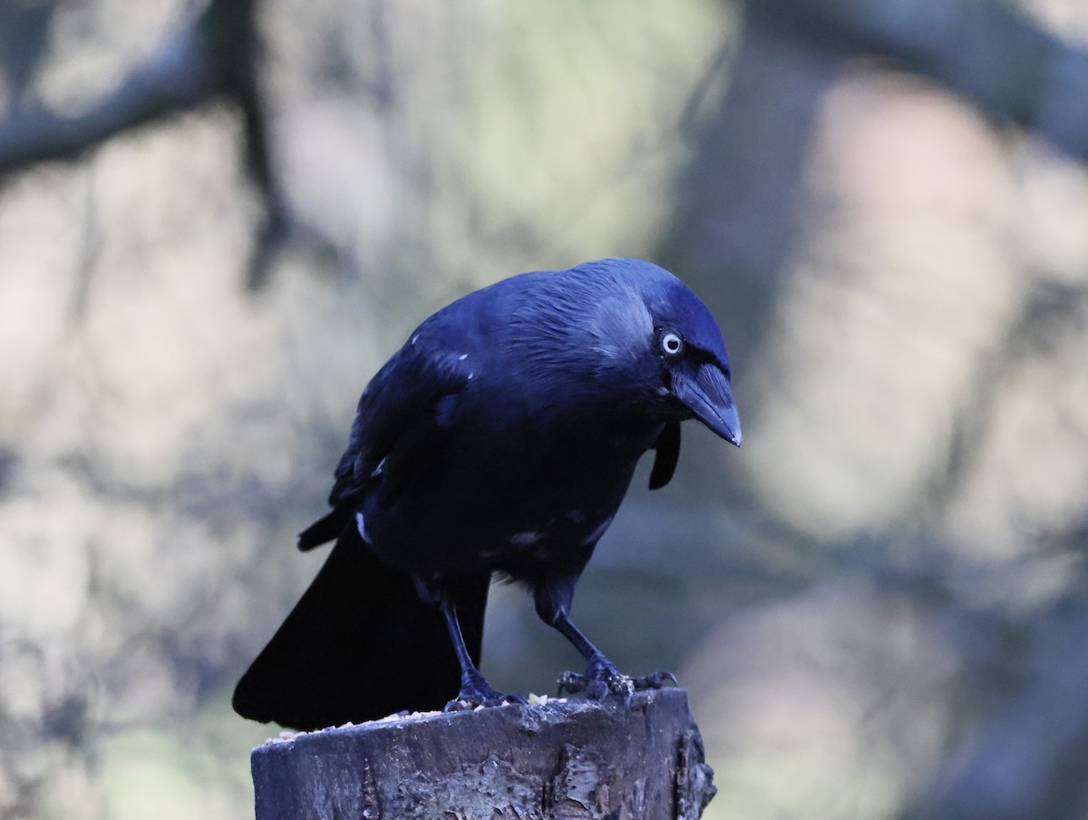 קאק - ML647134009