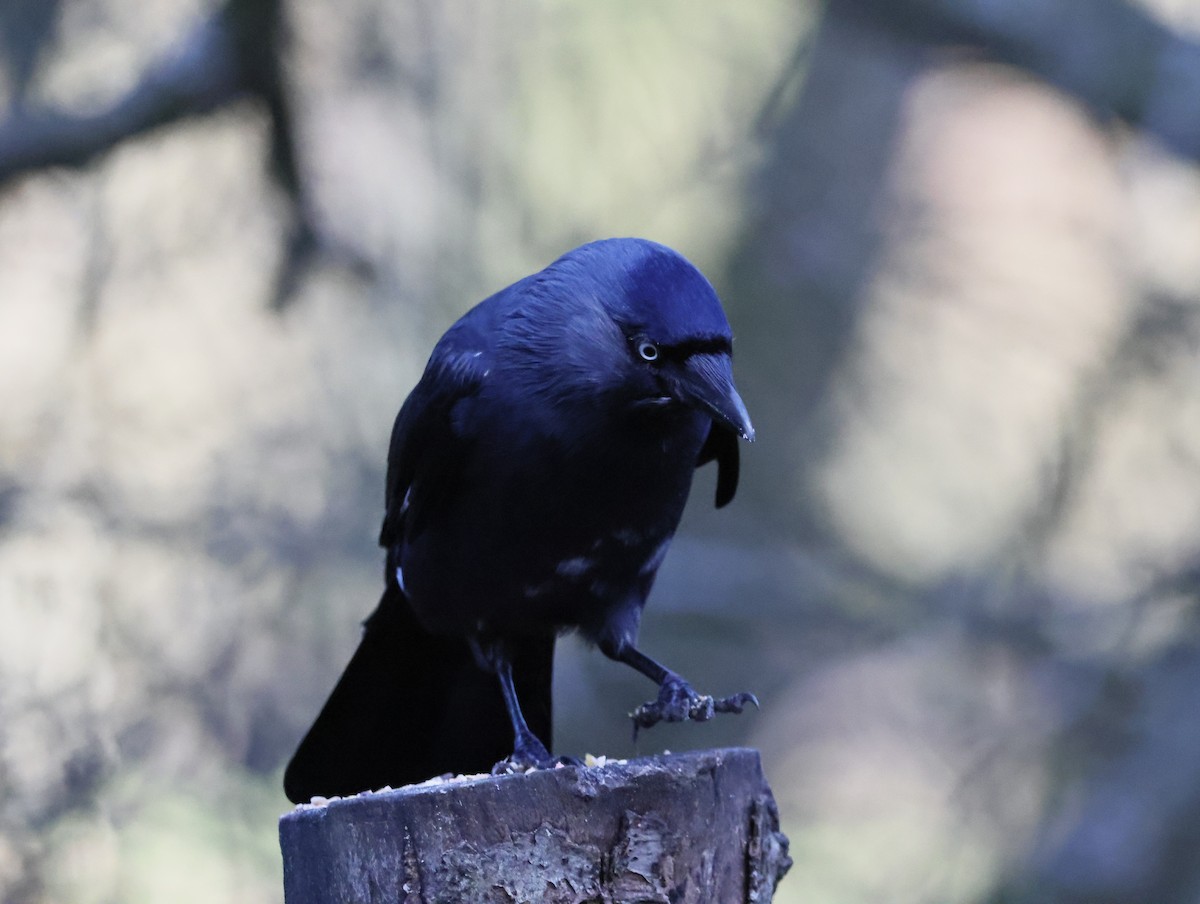 קאק - ML647134010