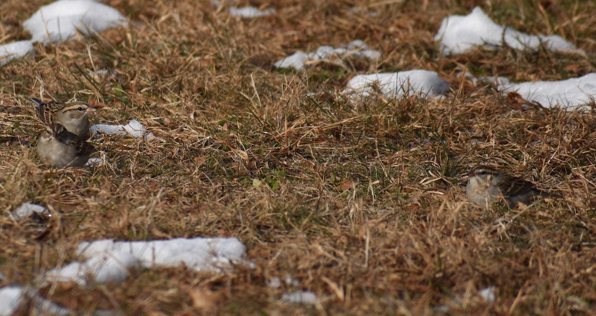 Chipping Sparrow - ML647134011