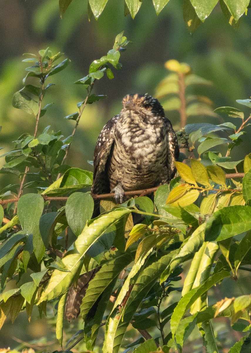 קואל אסייתי - ML647134012
