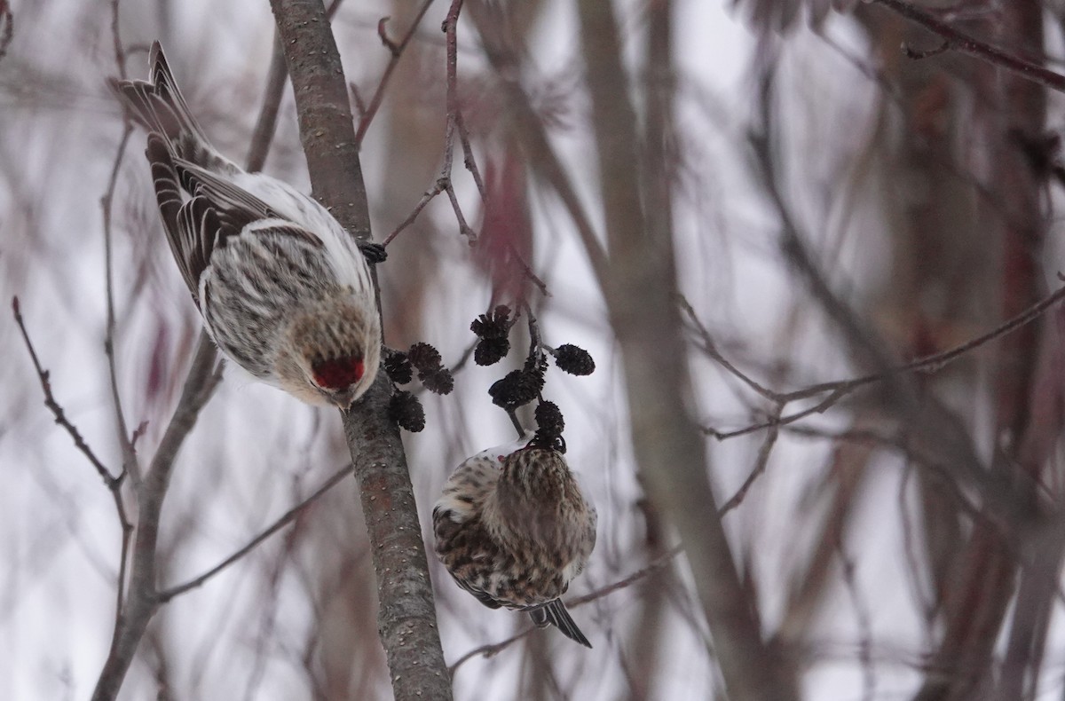 תפוחית שחורת-סנטר (צפונית) - ML647134013