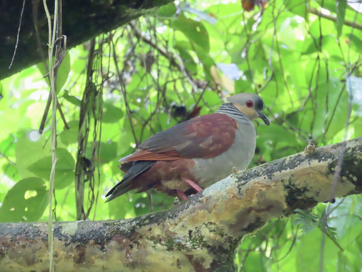 Crested Quail-Dove - ML647134014