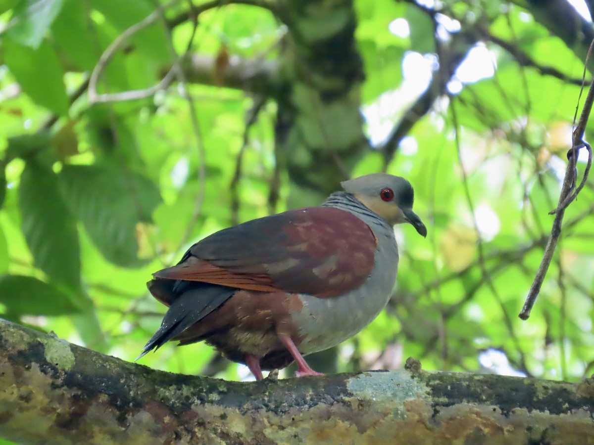 Crested Quail-Dove - ML647134015