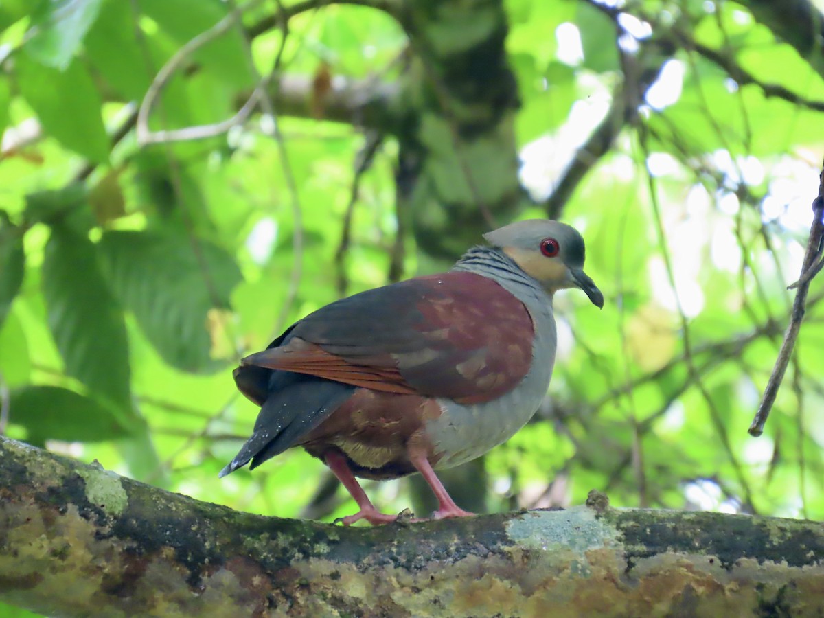 Crested Quail-Dove - ML647134016