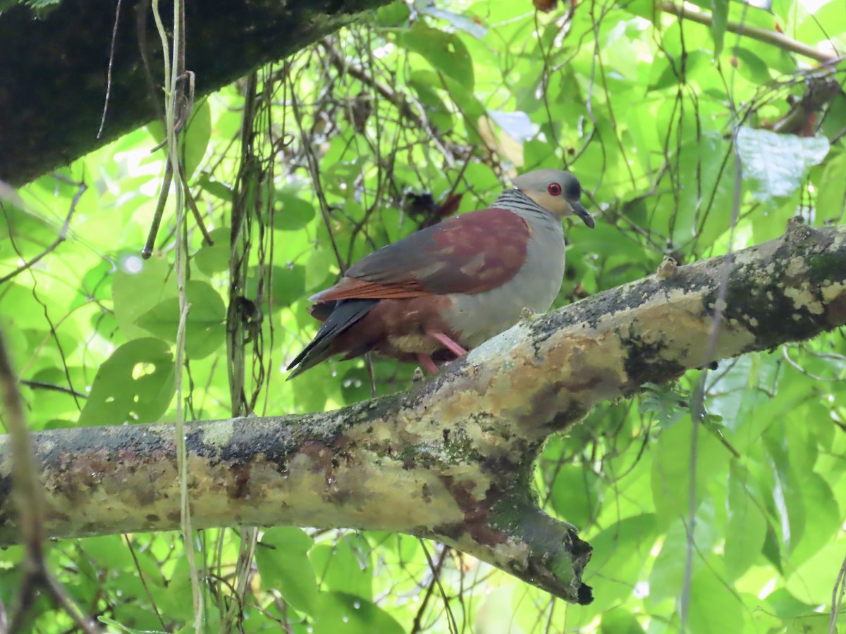Crested Quail-Dove - ML647134017