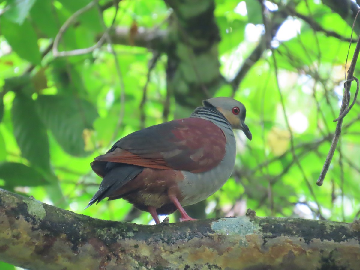 Crested Quail-Dove - ML647134018