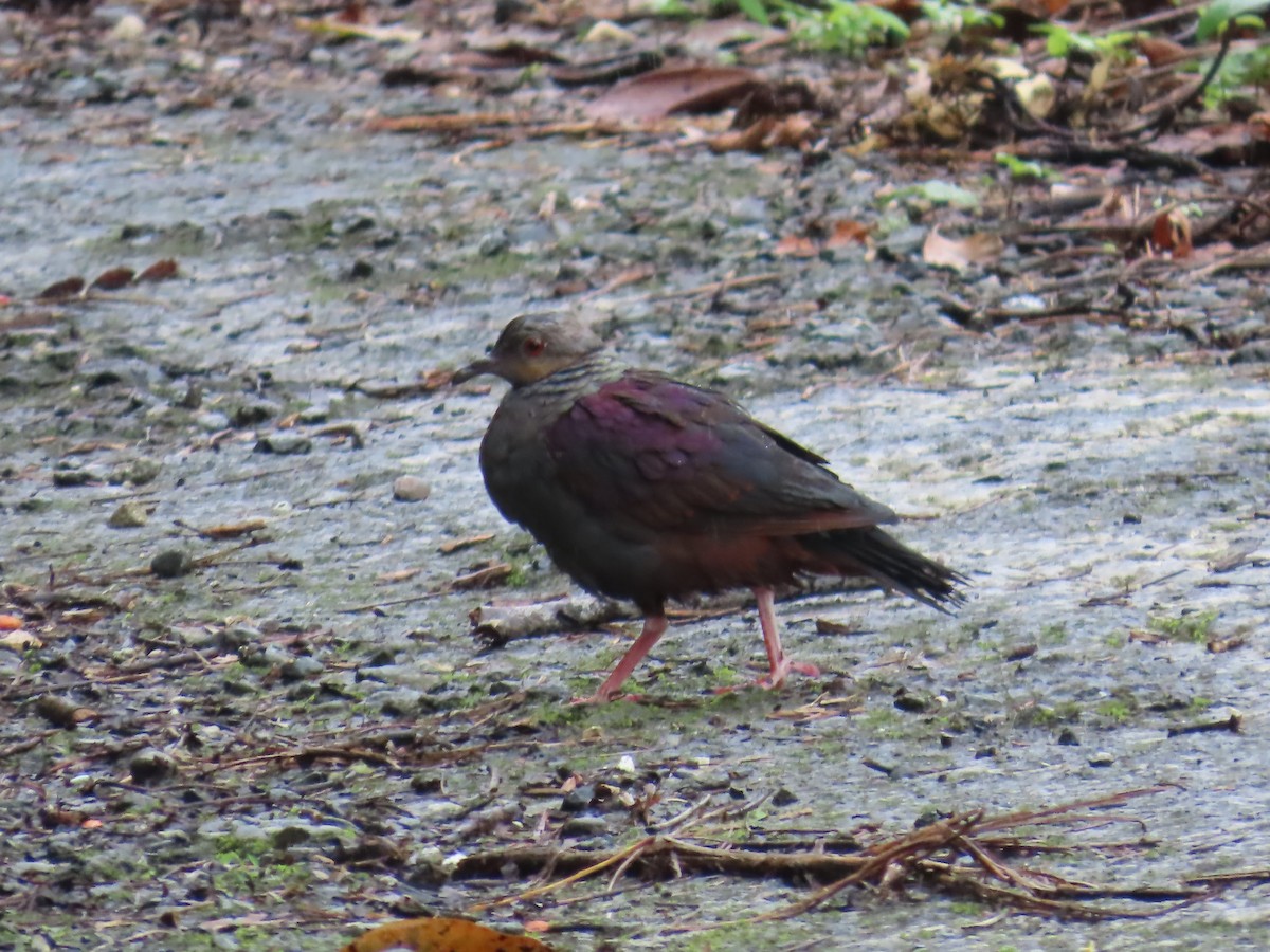 Crested Quail-Dove - ML647134019