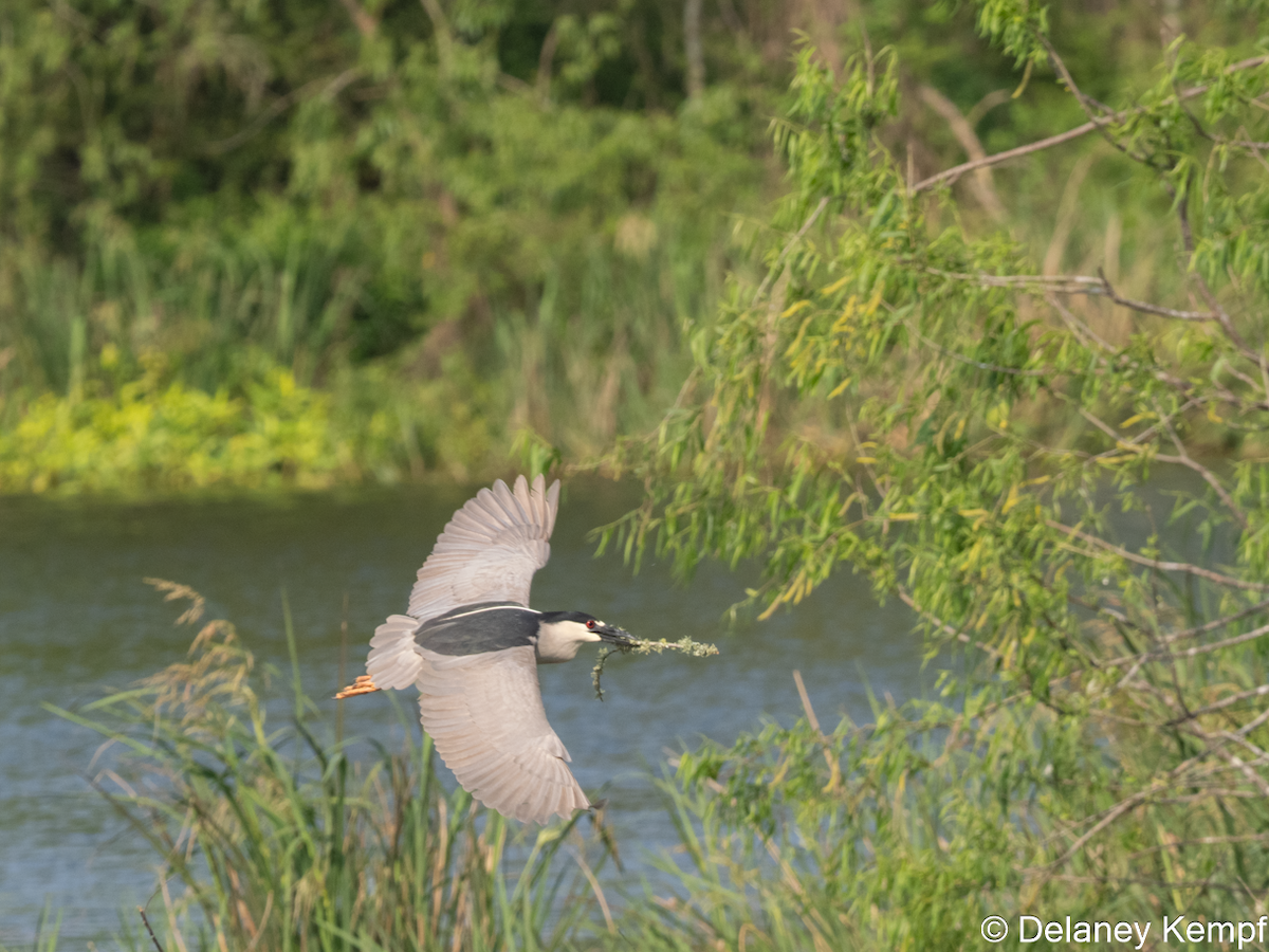 אנפת לילה - ML647134020
