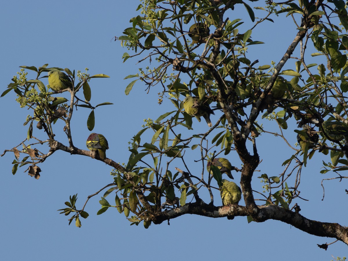 Gray-fronted Green-Pigeon - ML647134021