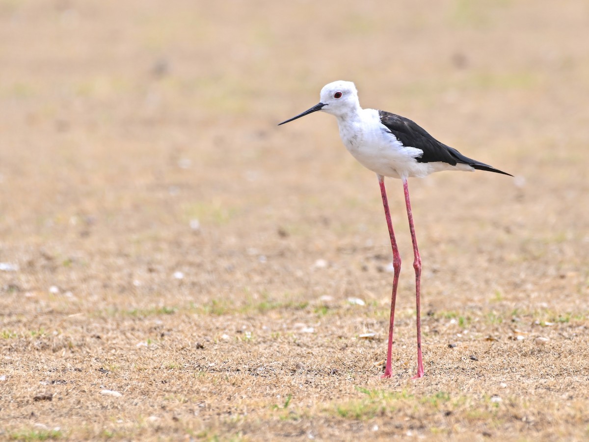 תמירון - ML647134022