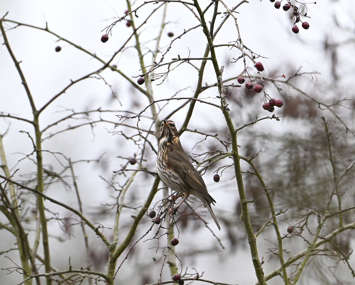 קיכלי לבן-גבה - ML647134023