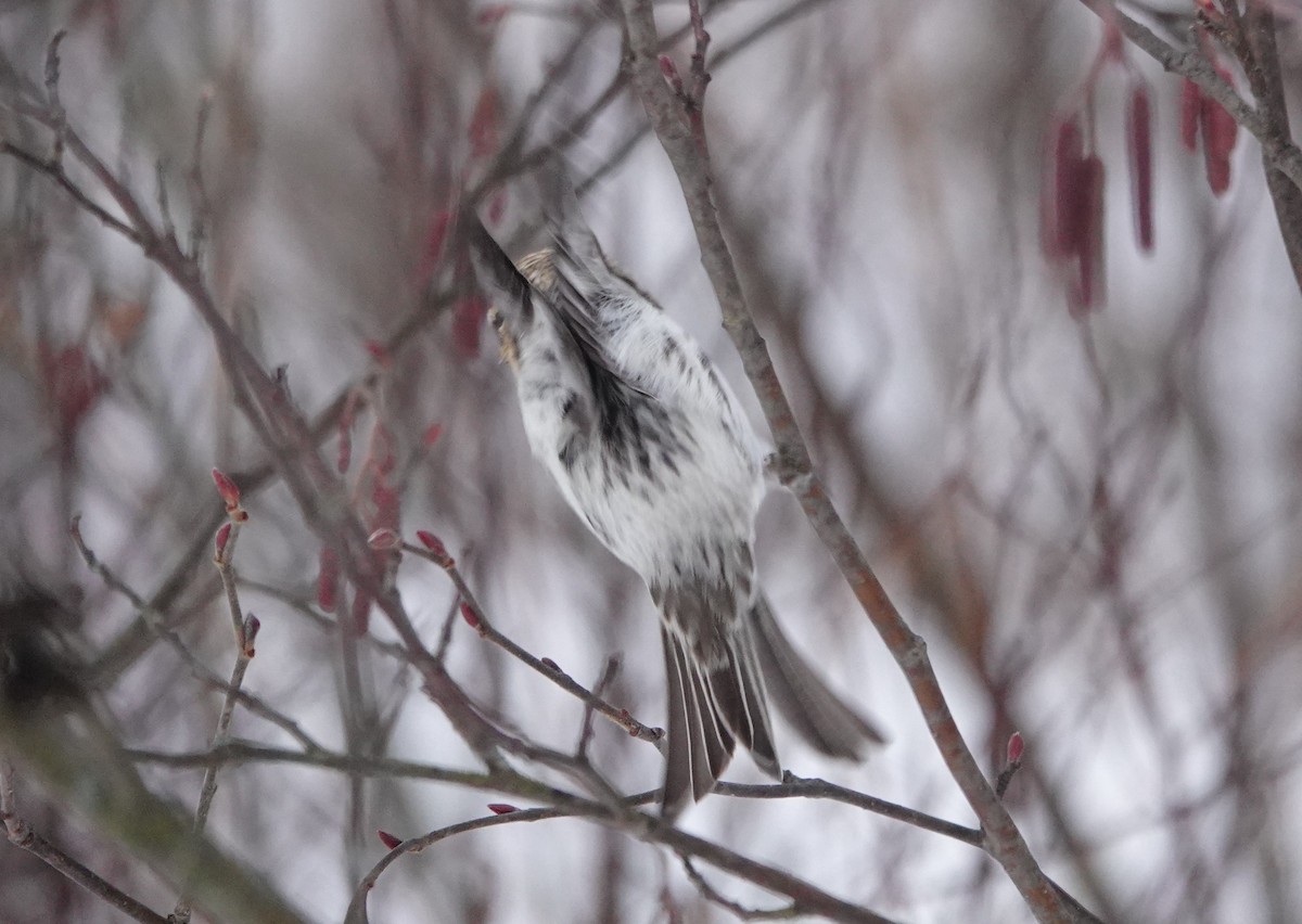 תפוחית שחורת-סנטר (צפונית) - ML647134027