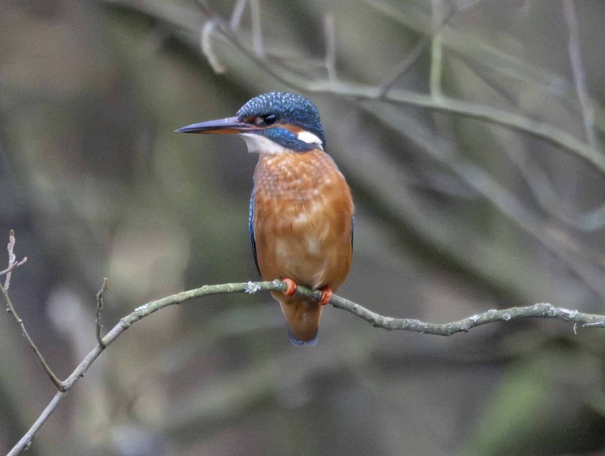 שלדג גמדי - ML647134029
