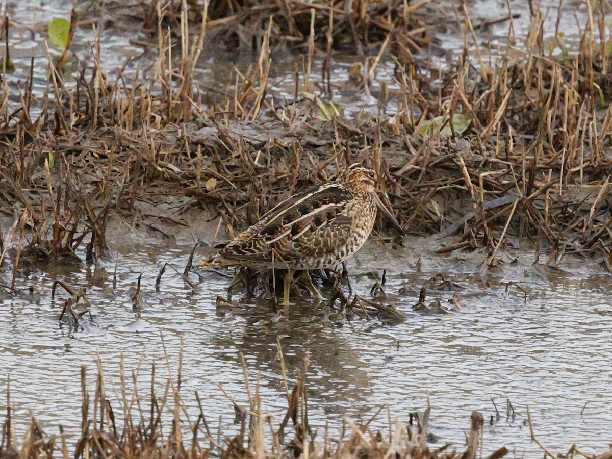 חרטומית אמריקנית - ML647134030